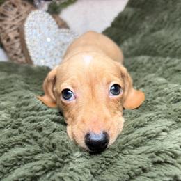 Buddy - Cream male Dachshund puppy in Washburn, Tennessee from Clinch Mountain Dachshunds
