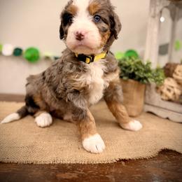 Pearl - Blue merle female Bernedoodle puppy in Idaho from Bernese By Barzees