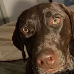 German Shorthaired Pointers from Bobo’s Bassets, Pointers & Goldens