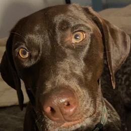 German Shorthaired Pointers from Bobo’s Bassets, Pointers & Goldens