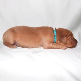 Nettle - Dark golden male Golden Retriever puppy in New Weston, Ohio from Bertke AKC Golden Retrievers and Bernese Mountain Dogs
