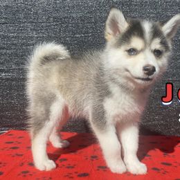 John - Silver and white male Pomsky puppy in Winston, Oregon from Arctic Tails Spitz