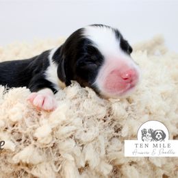 Latte - Black tri-color male Aussiedoodle puppy in Foxworth, Mississippi from Ten Mile Aussies