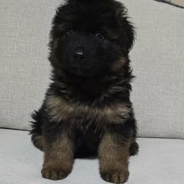 Girl 1 - Black and red female German Shepherd puppy in Louisville, Kentucky from Haus of Beautiful Chaos German Shepherds