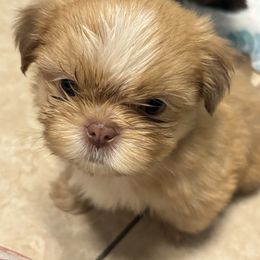 Shih Tzu Puppies from Staci Paysinger