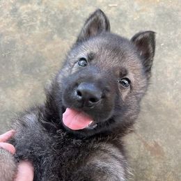 German Shepherd Puppies from Vom Burmeister Kennel