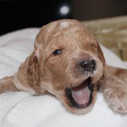 Turtle - Parti male Goldendoodle puppy in Howard City, Michigan from Doodles and Chaos