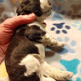 Black Jack - Parti male Miniature Schnauzer puppy in Midland, Texas from Shebbies Puppy Palace
