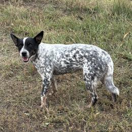 June - Australian Cattle Dog