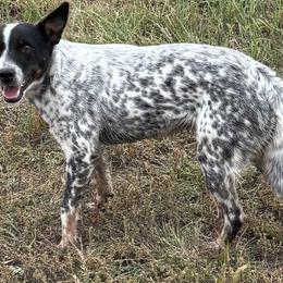 June - Australian Cattle Dog