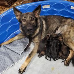 German Shepherd puppies from Macanta K9