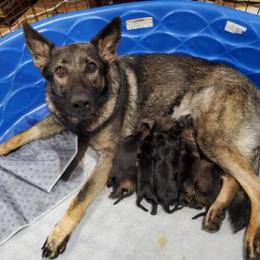 German Shepherd puppies from Macanta K9