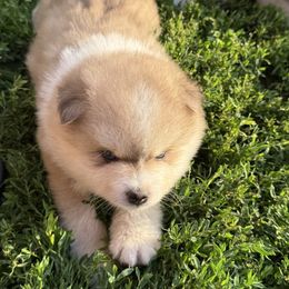 Cash - Wolf sable male Pomsky puppy in Doon, Iowa from Luxury Pomsky
