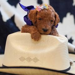 Goldendoodle Puppies from Griffin TX Doodles