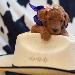 Goldendoodle Puppies from Griffin TX Doodles