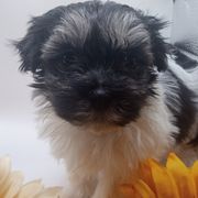 Girl 3 - Black and white female Shorkie puppy in Boca Raton, Florida from Tina-Marie's Pups
