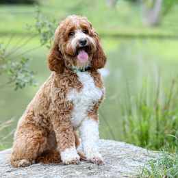 Maddie - Goldendoodle