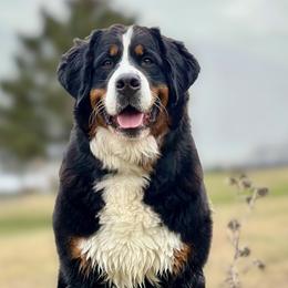 Bernese Mountain Dogs from Birdsong Bernese Mountain Dogs