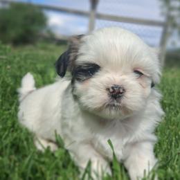Stormy - Liver and white male Shih Tzu puppy in Montrose, Colorado from Gnomies Furry Friends
