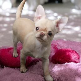 AKC Girl ,,Knopa,, - Cream and white female Chihuahua puppy in Brooklyn, New York from Nadezhda's Chihuahuas