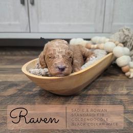 Black - Cream male Goldendoodle puppy in West Chester, Ohio from Doodles of West Chester