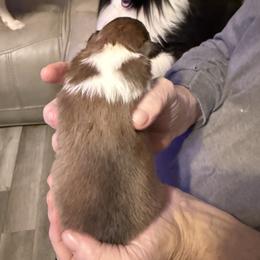 Joey is a boy - Sable and white female Shetland Sheepdog puppy in New Waterford, Ohio from Georgina's Shetland Sheepdog