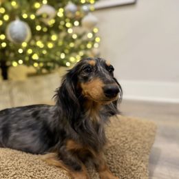 Poppy - Dachshund