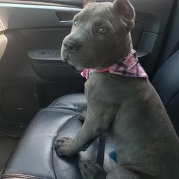 Cane Corso Puppies from Veni Vidi Vici Cane Corsos