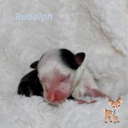 Rudolph - Black and white male Aussiedoodle puppy in Foxworth, Mississippi from Ten Mile Aussies