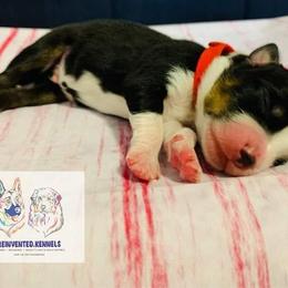 Australian Shepherd Puppies from REINVENTED.KENNELS