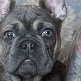 Nu' gat - Blue fawn French Bulldog puppy in Spokane, Washington from Wow-za French Bulldogs