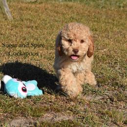 Julien - Buff male Cockapoo puppy in Hopkins, South Carolina from Sugar and Spice Cockapoos