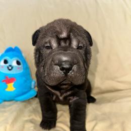 Sable - Black sable female Chinese Shar-Pei puppy in China, Michigan from Blackwitch Farms