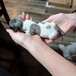 Prince - Dapple male Dachshund puppy in Maynardville, Tennessee from J&M Southern Dachshunds