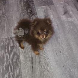 Super tiny choc tan female - Chocolate and tan female Pomeranian puppy in Carlinville, Illinois from BCW POMERANIANS