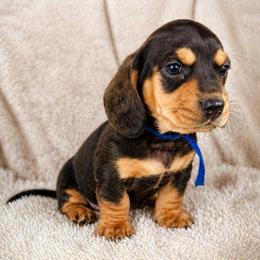 Blue AKC - Chocolate and tan male Dachshund puppy in Crandall, Texas from The Weenie Hut LLC