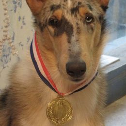Collies from Ton Mohr Collies