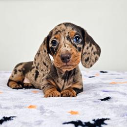 Chocolate and tan dapple female - Dapple female Dachshund puppy in Belle Rive, Illinois from Akin's Miniature Dachshunds, LLC