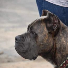 Deebo - Cane Corso