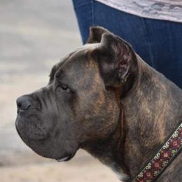 Deebo - Cane Corso