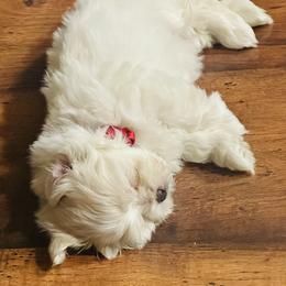 Maltipoo Puppies from Maine's Maltipoos
