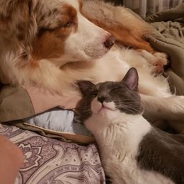 Australian Shepherd All Grown Up from Petrichor Australian Shepherds