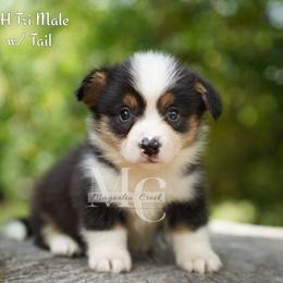 Jersey (Tri Male w Tail) - Black and tan male American Corgi puppy in Straughn, Alabama from Magnolia Creek Corgis