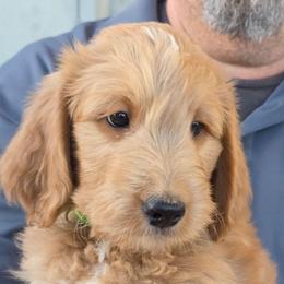 Alexander - green collar - Xander - Red  male Goldendoodle puppy in Phoenix, Arizona from Kerri's Goldendoodles