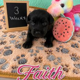 Faith - Black female Sheepadoodle puppy in Glen Rose, Texas from Clevenger’s Sheepadoodle Fur Baby Farm