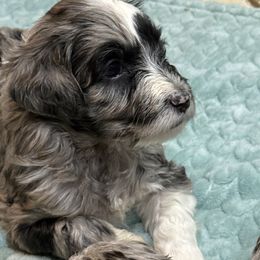 June - Blue merle female Aussiedoodle puppy in Florence, Alabama from Cypress Forrest Doodles