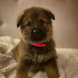 German Shepherd Puppies from Eisenkraft K9’s