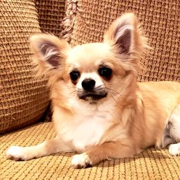 Chihuahua Puppies from Violeta's Royal Chihuahua