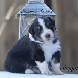 Australian Shepherd Puppies from Knight's Aussies