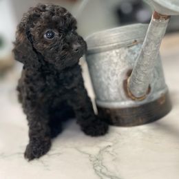 Cockapoo Puppies from Doodle Corner